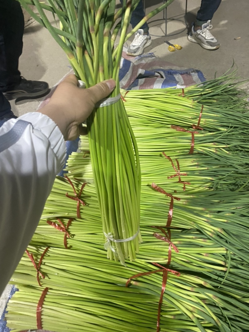 干苔、不泡水，净杆60-70公分，红帽、白帽蒜薹大量上市