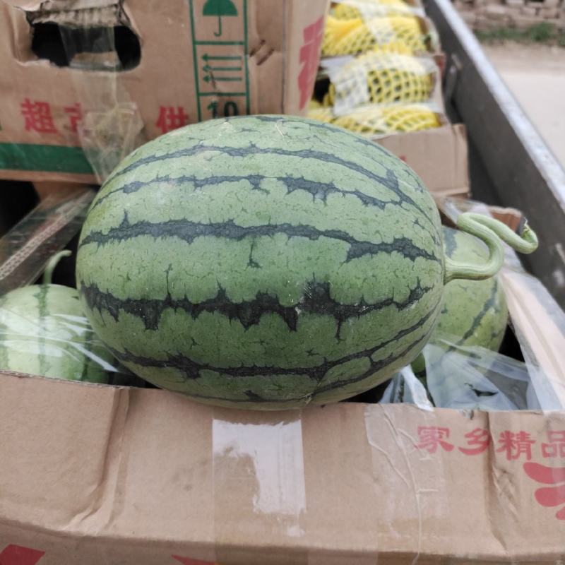 早春红玉小糖丸，精品吊瓜，包熟包甜，产地直发，保质保量