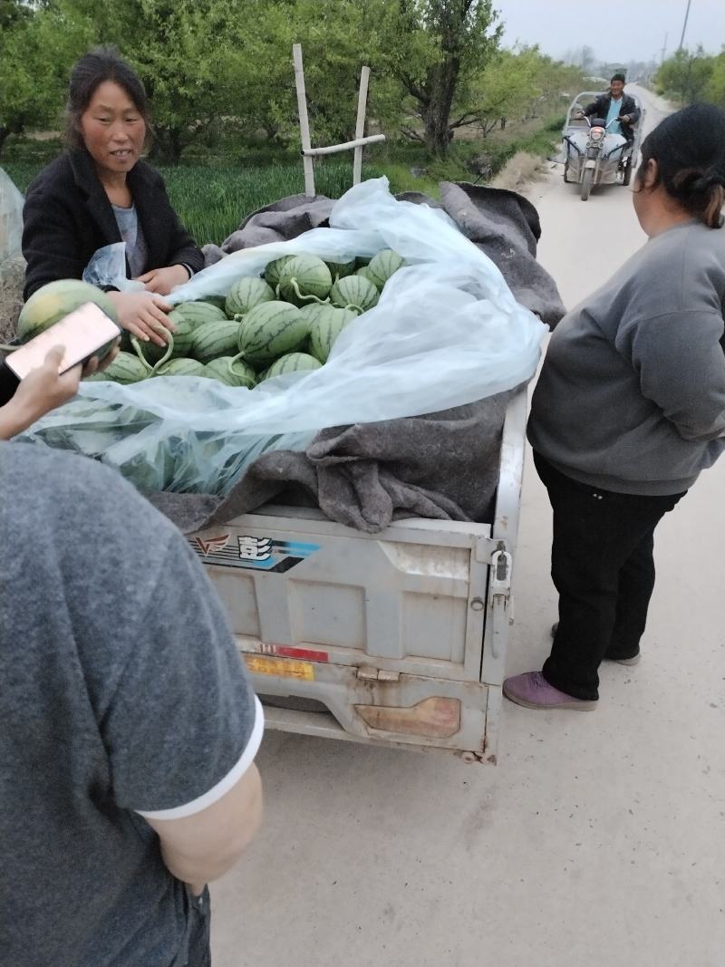 早春红玉小糖丸，精品吊瓜，包熟包甜，产地直发，保质保量