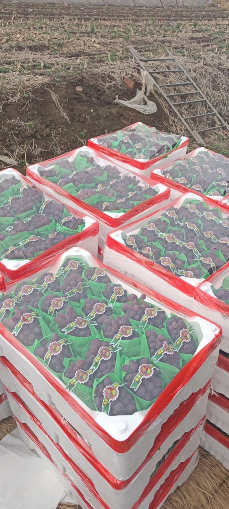 河北乐亭茉莉香葡萄大量上市，串大粒大，产地直发