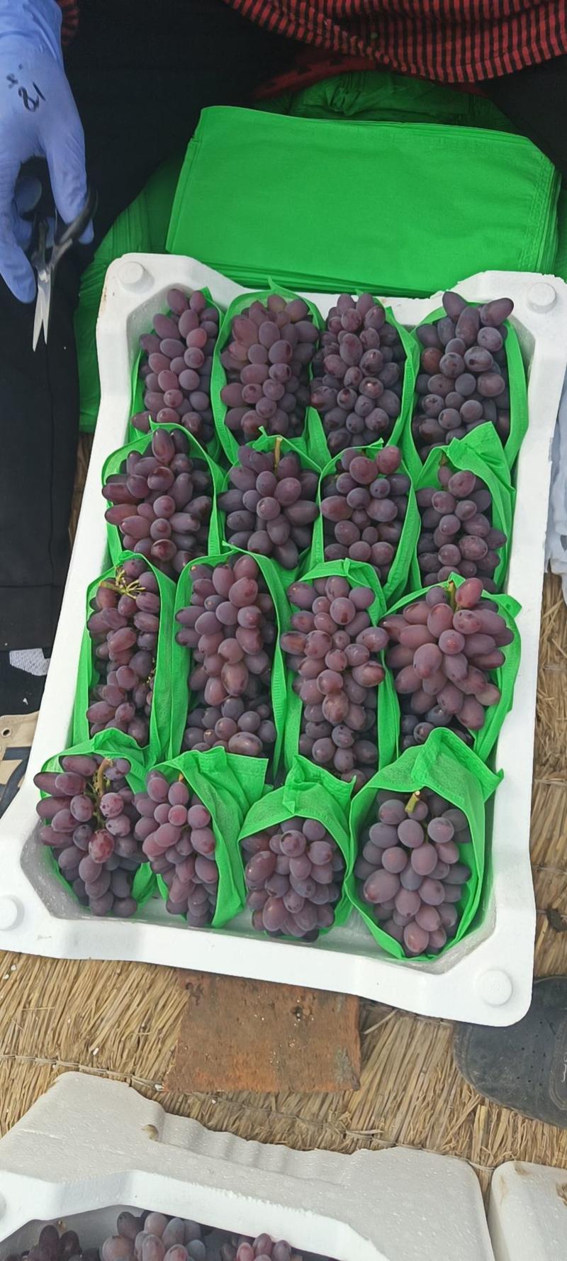河北乐亭茉莉香葡萄大量上市，串大粒大，产地直发
