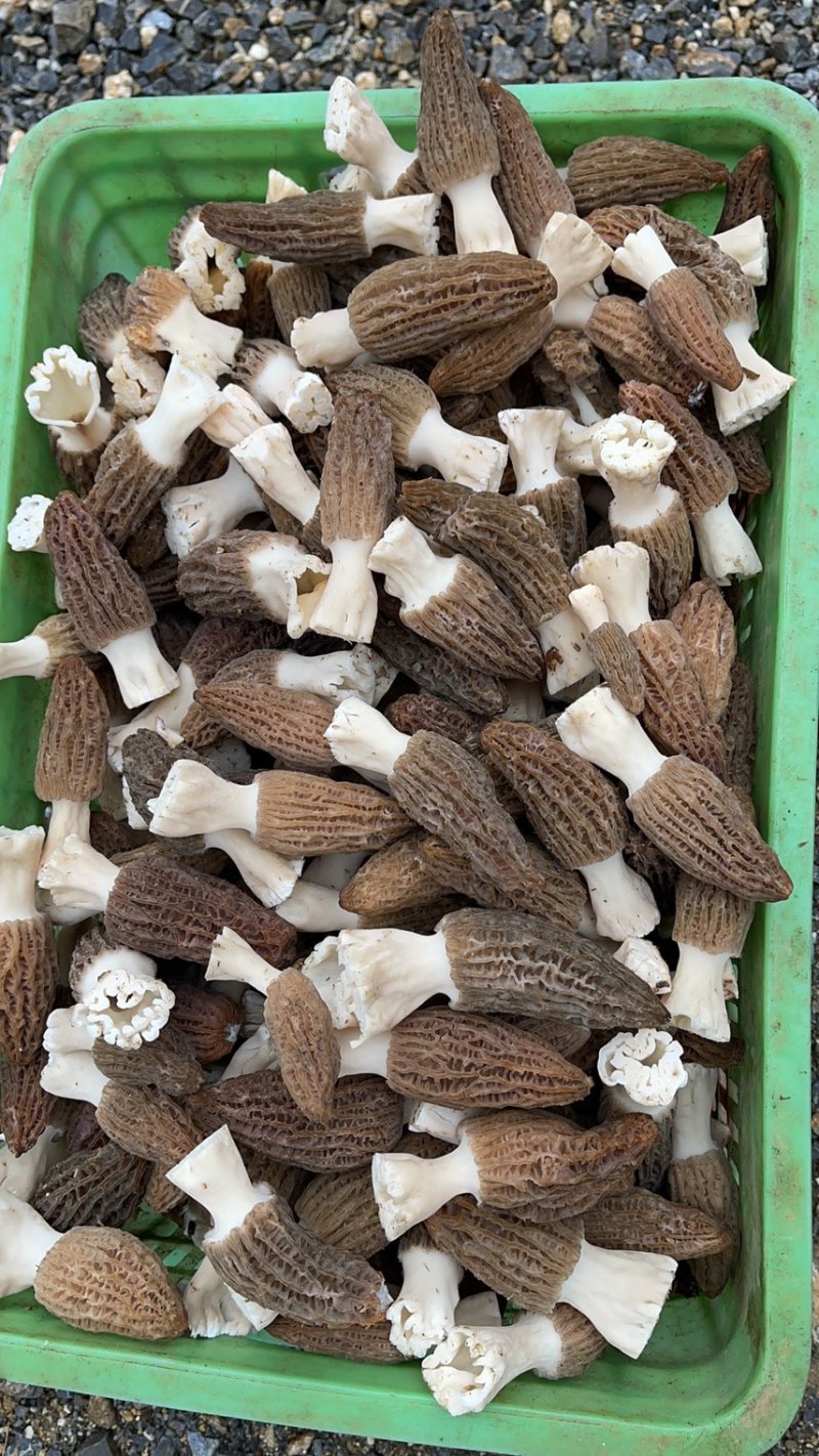 云南新鲜羊肚菌