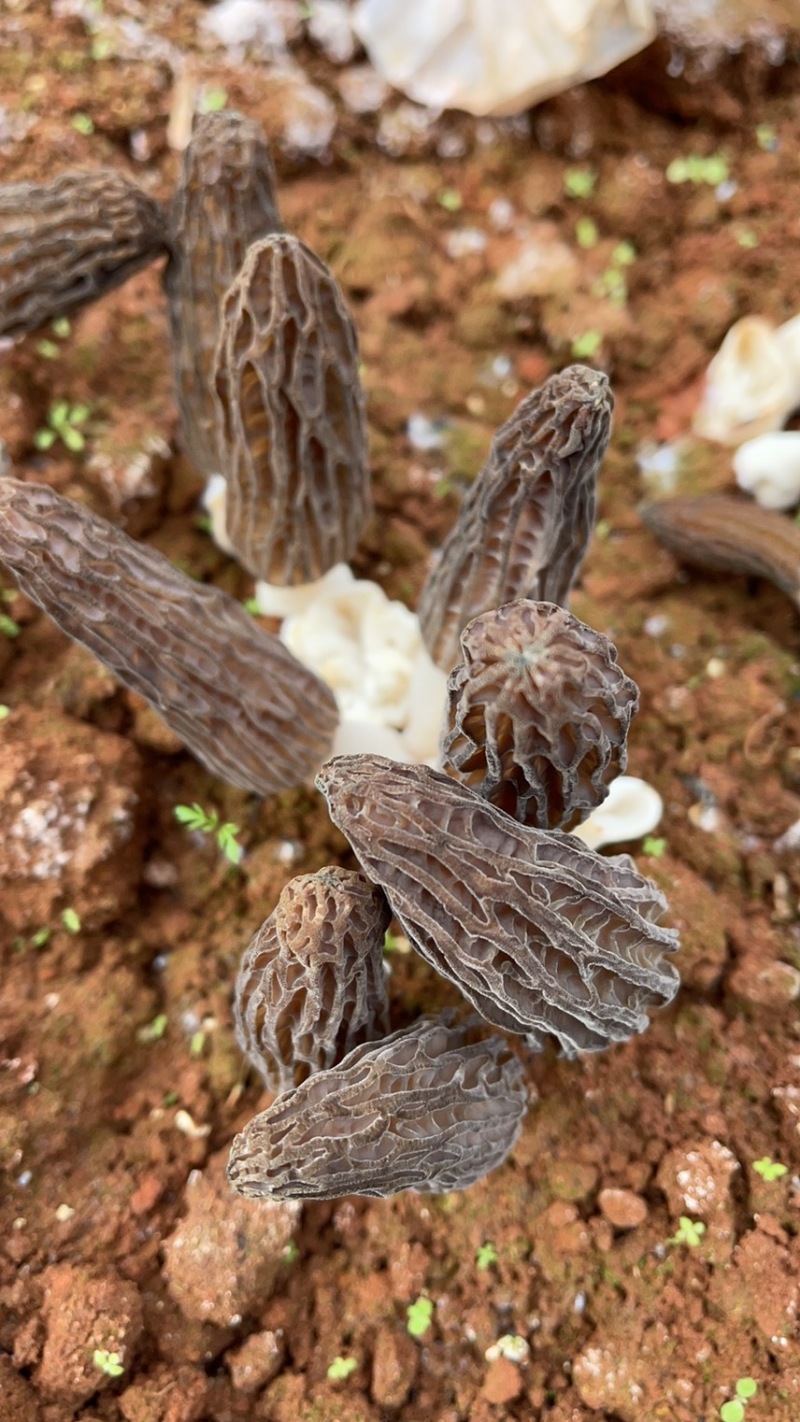 云南新鲜羊肚菌