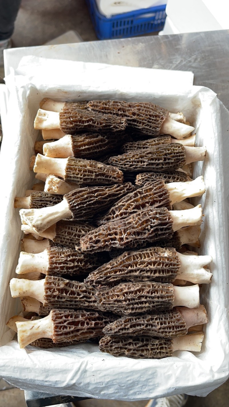 云南新鲜羊肚菌
