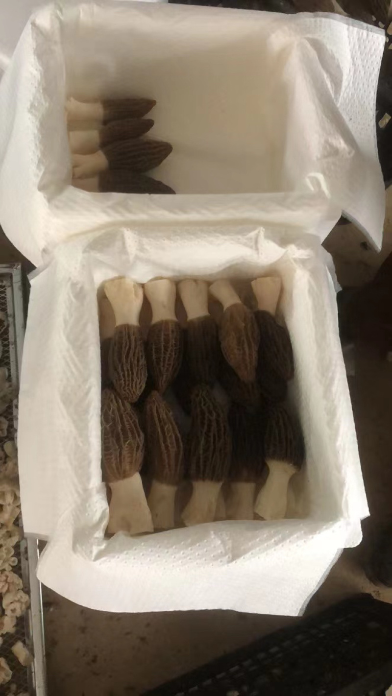 云南新鲜羊肚菌