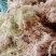 水苔苔藓，干度80以上现货10吨左右，需要的老板来聊