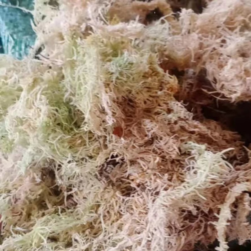 水苔苔藓，干度80以上现货10吨左右，需要的老板来聊