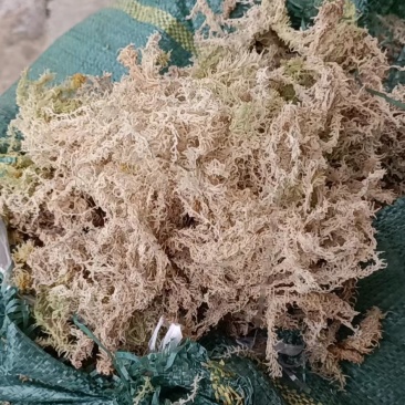 水苔苔藓，干度80以上现货10吨左右，需要的老板来聊