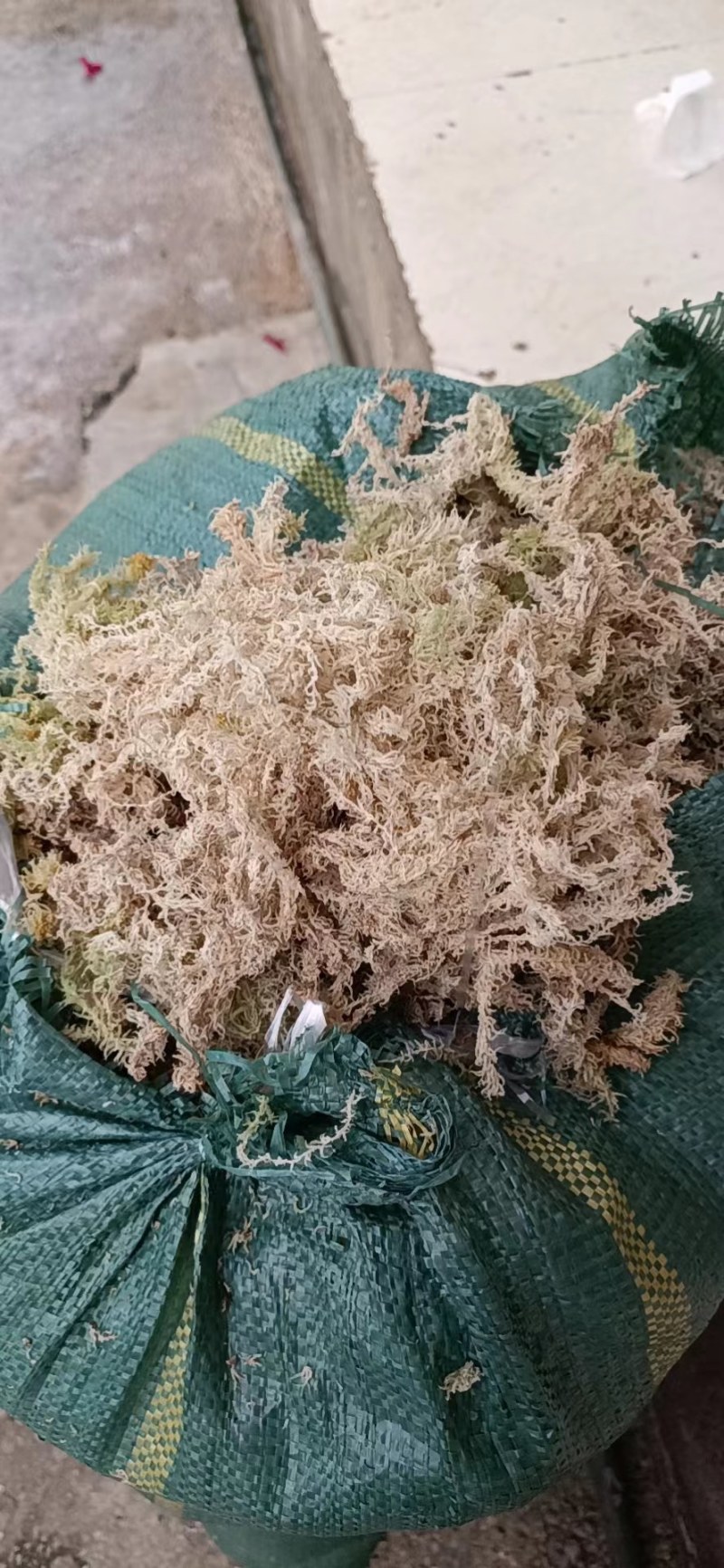 水苔苔藓，干度80以上现货10吨左右，需要的老板来聊