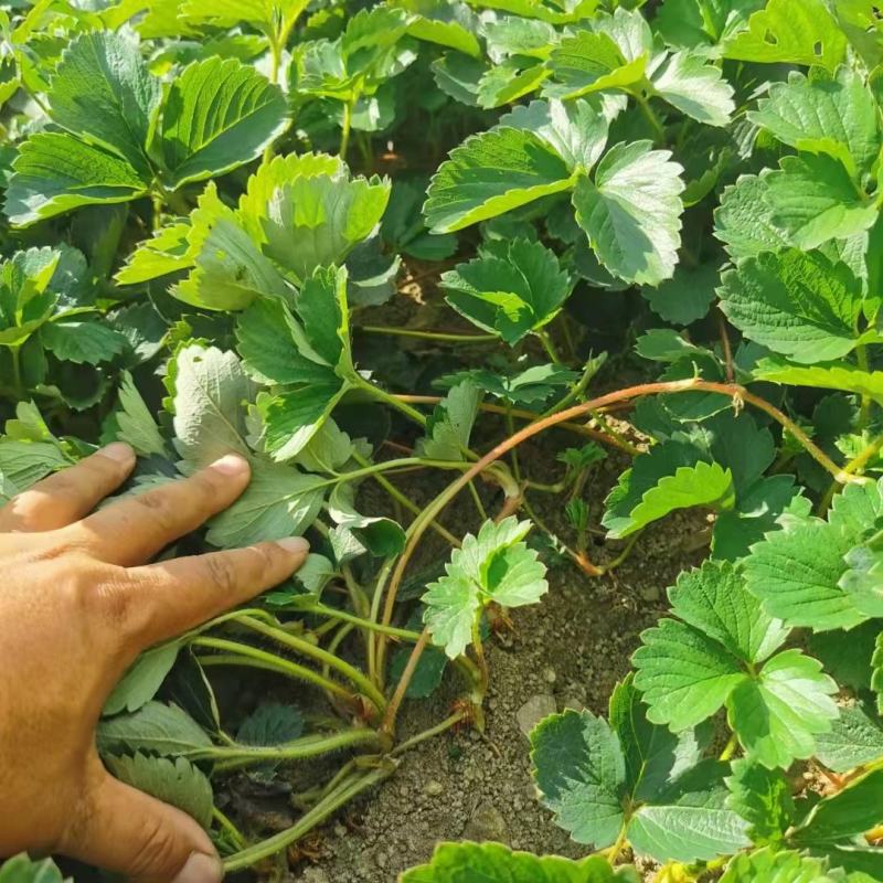 草莓苗10~20cm