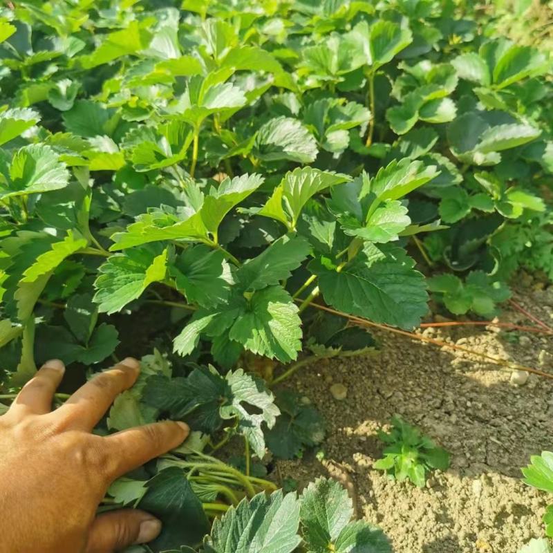 草莓苗10~20cm