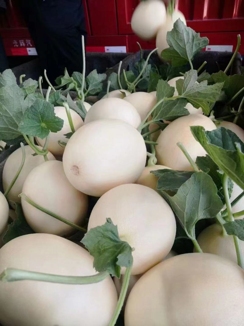 红金蜜甜瓜白皮红肉，产地一手货诚信代收大量现货