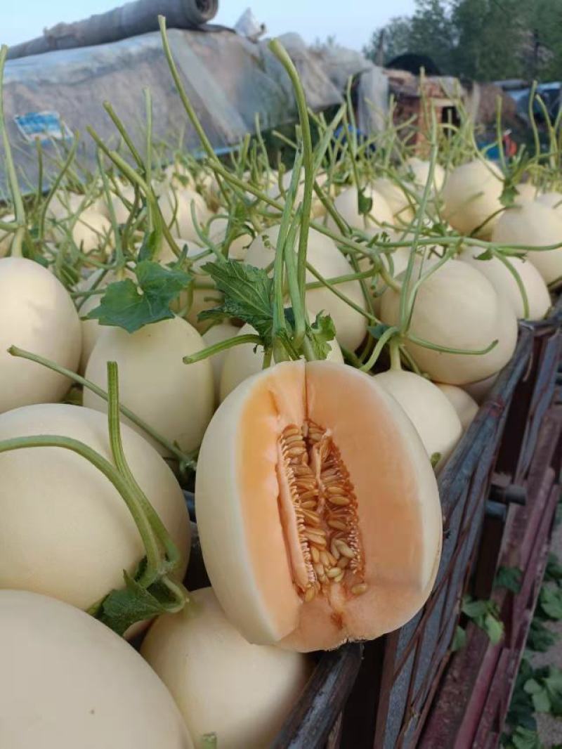 红金蜜甜瓜白皮红肉，产地一手货诚信代收大量现货