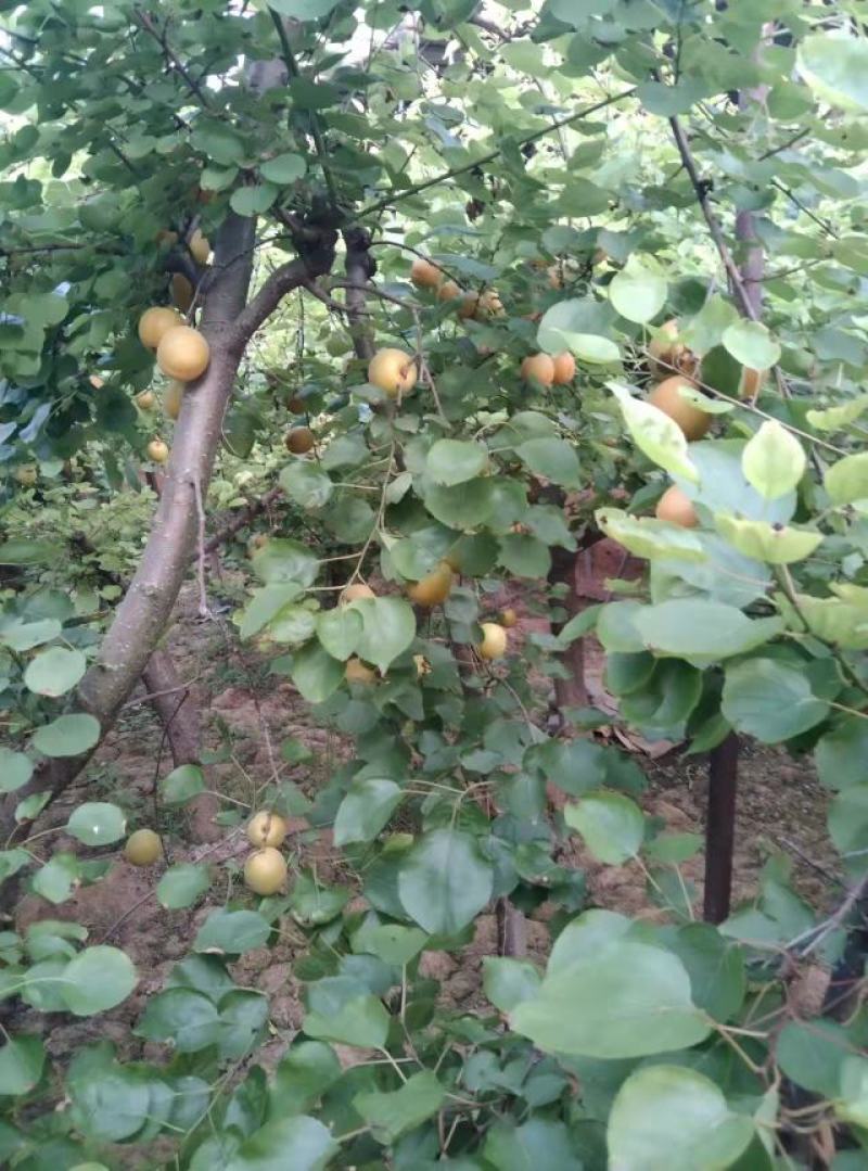 大鹏杏，金太阳大量出货