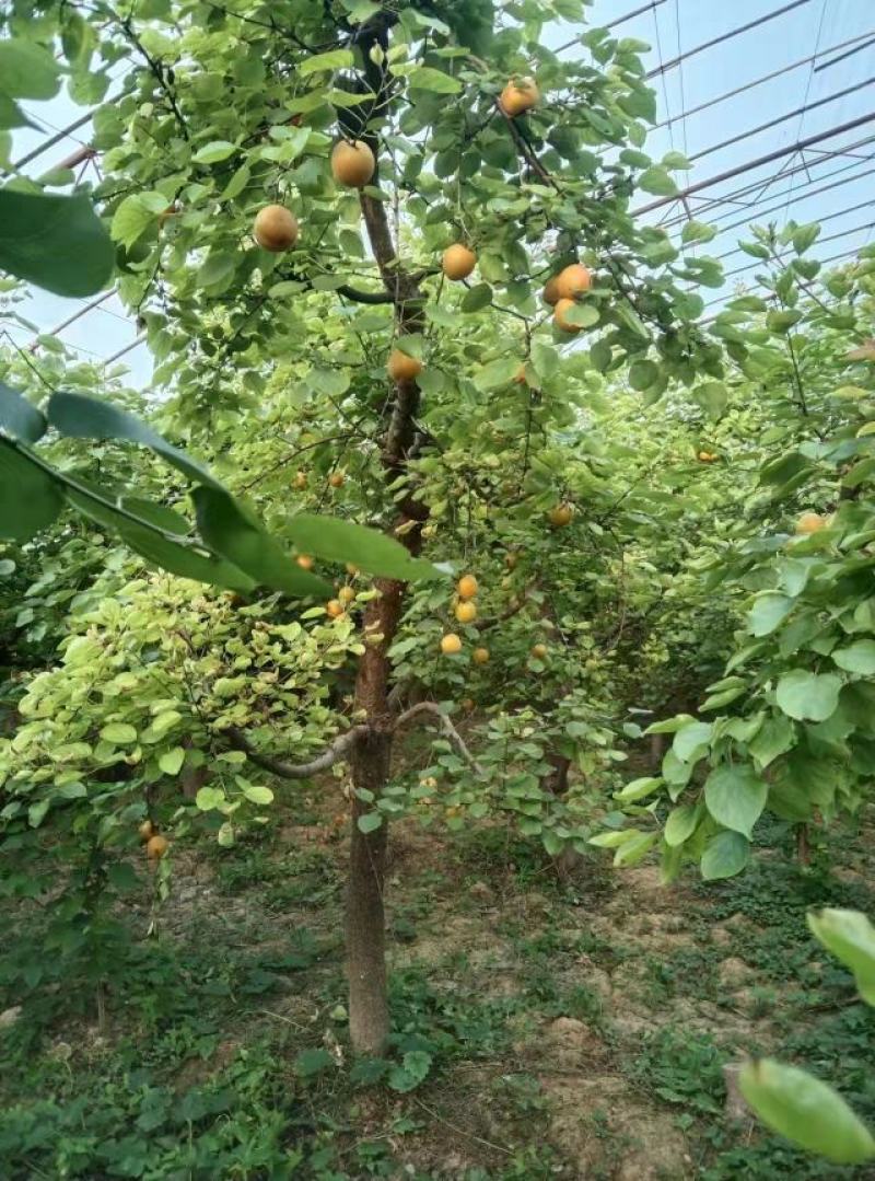 大鹏杏，金太阳大量出货