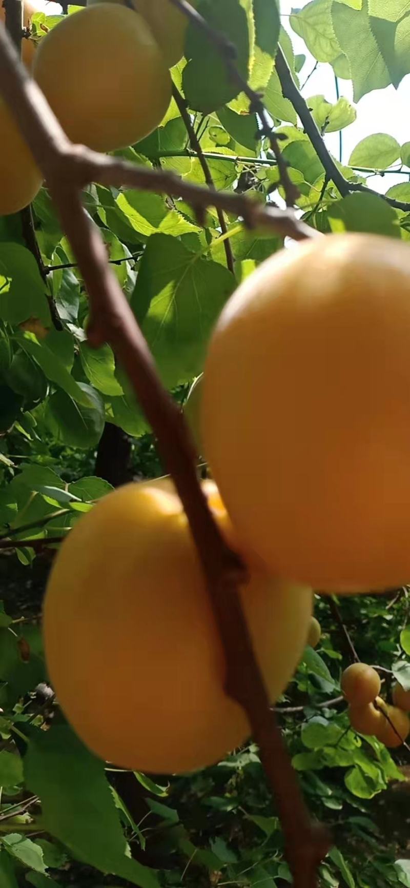 大鹏杏，金太阳大量出货