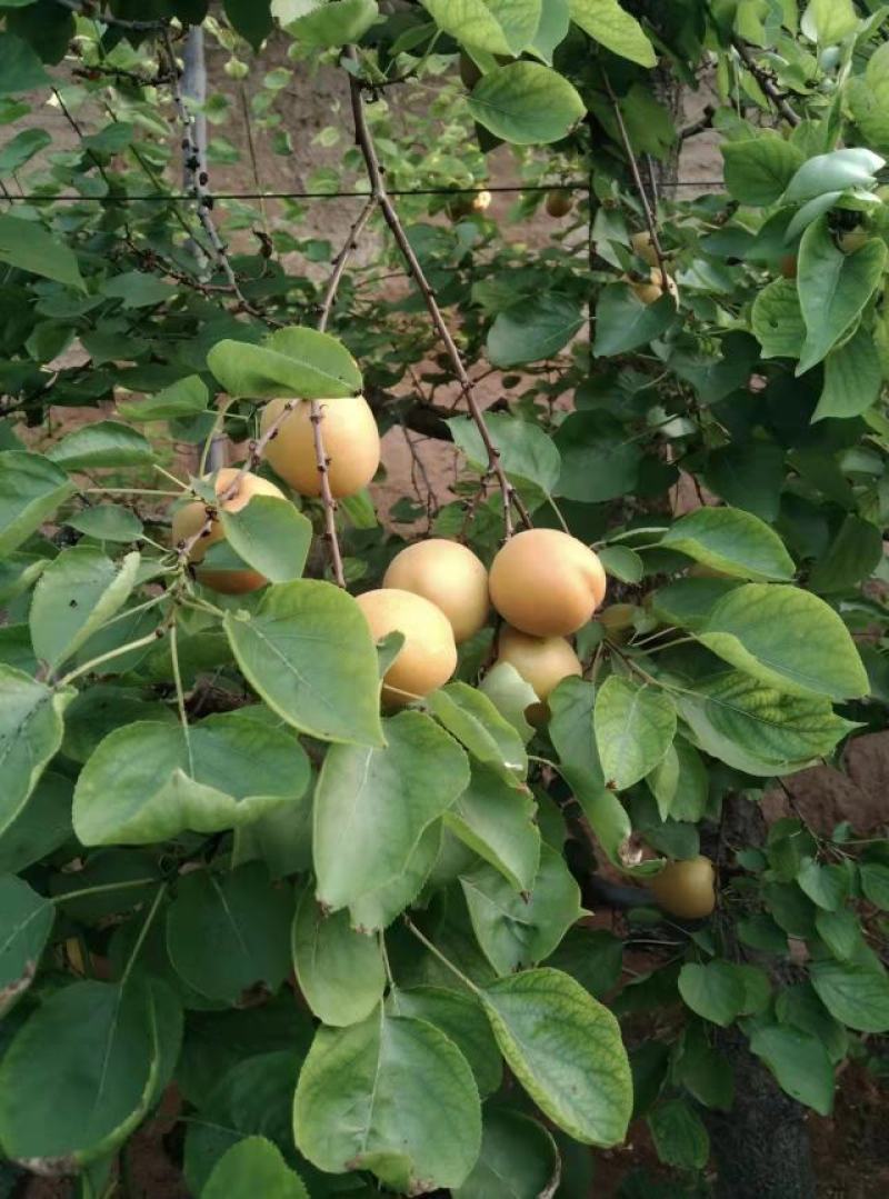 大鹏杏，金太阳大量出货