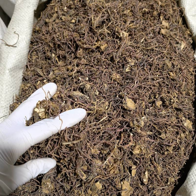 紫苑实图拍摄今年新货重在品质当天发货欢迎选购