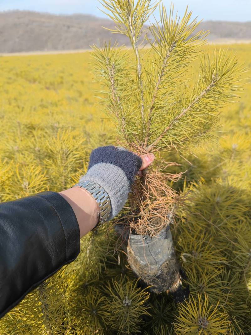 红松，果松，东北松树裸根小苗，营养杯苗，定植苗树。
