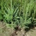 红松，果松，东北松树裸根小苗，营养杯苗，定植苗树。