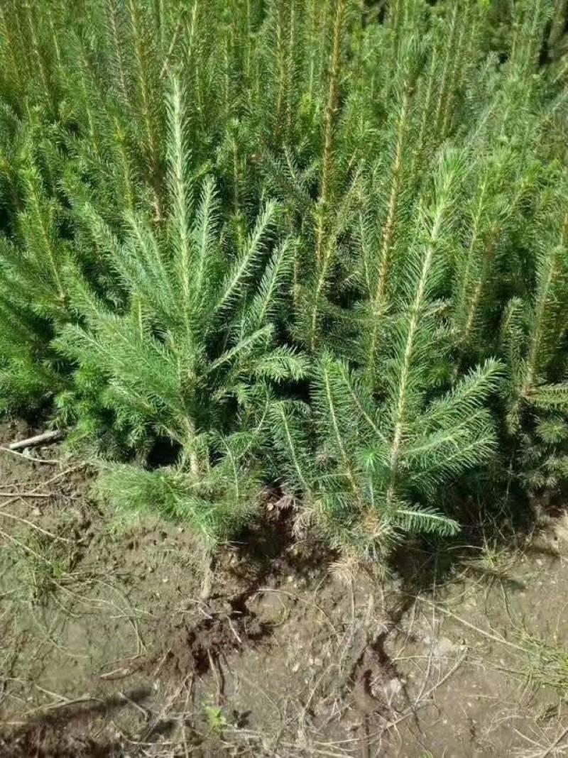 红松，果松，东北松树裸根小苗，营养杯苗，定植苗树。