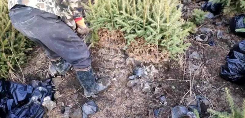 红松，果松，东北松树裸根小苗，营养杯苗，定植苗树。