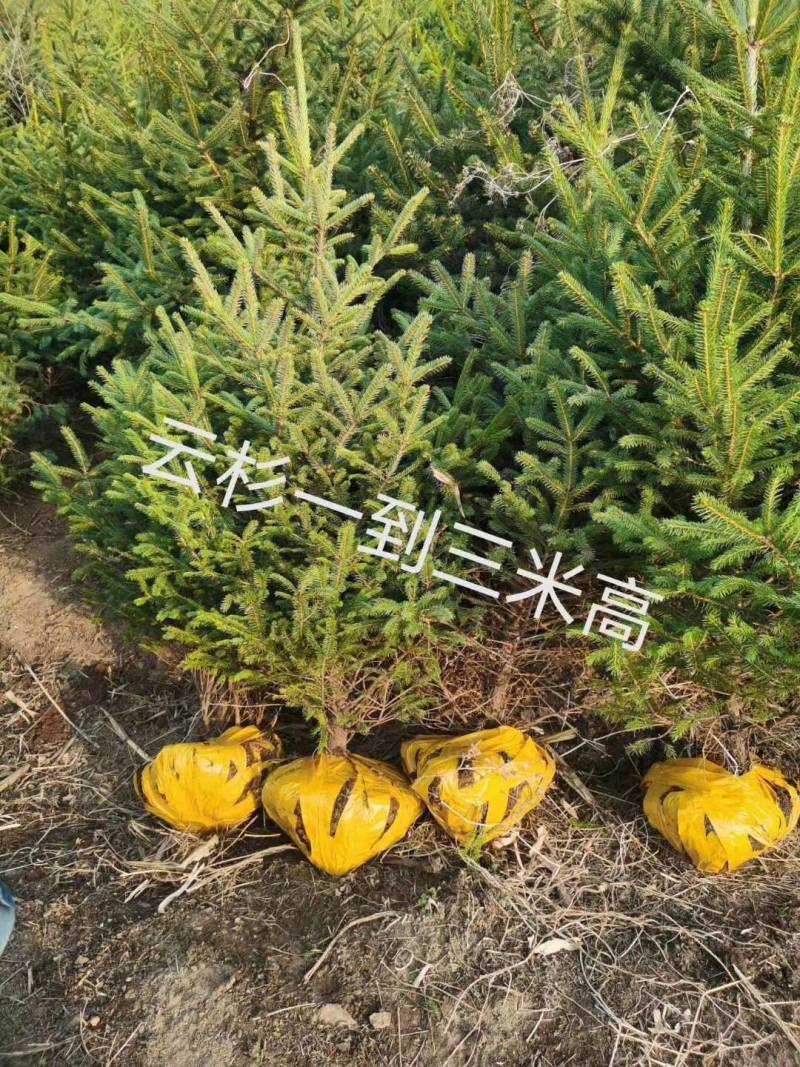 红松，果松，东北松树裸根小苗，营养杯苗，定植苗树。