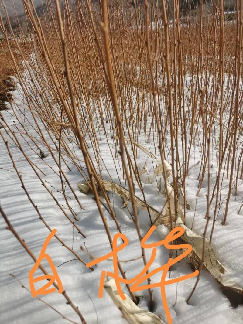 红松，果松，东北松树裸根小苗，营养杯苗，定植苗树。