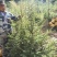 红松，果松，东北松树裸根小苗，营养杯苗，定植苗树。