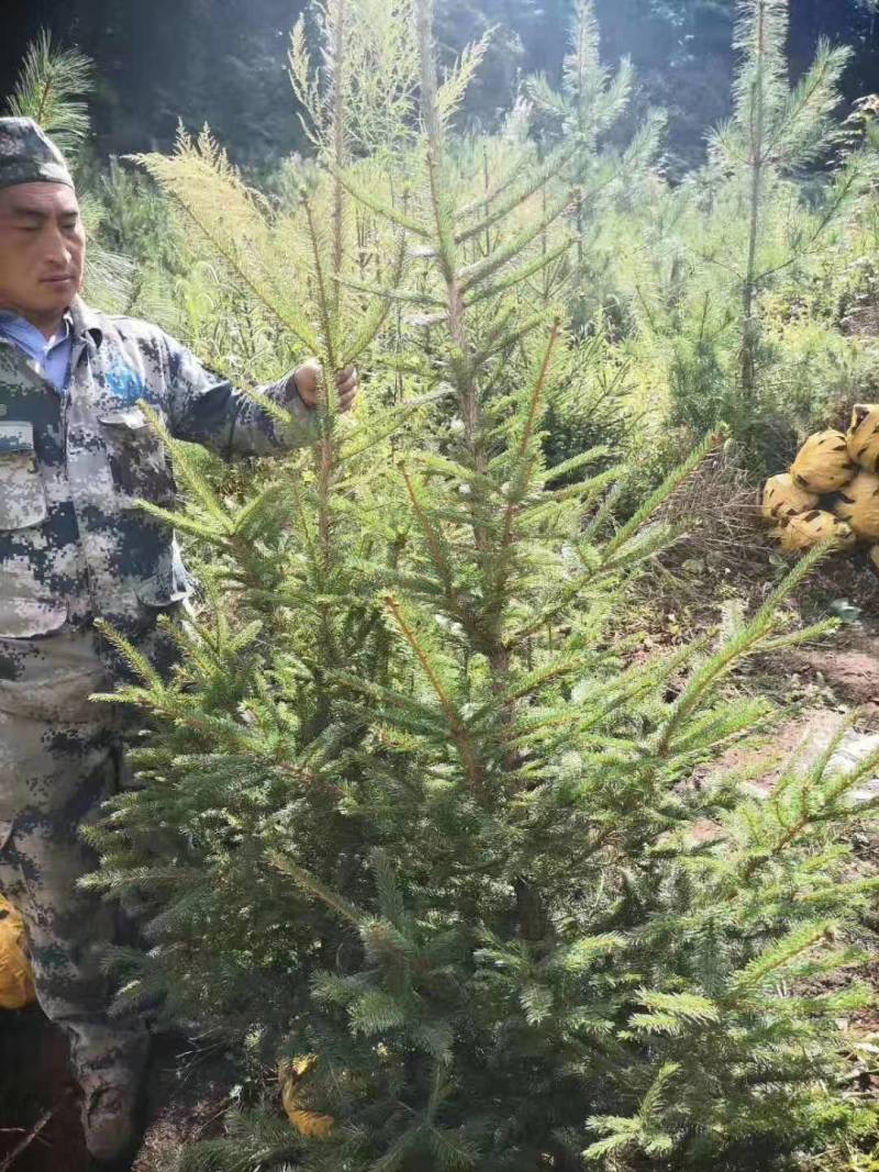 红松，果松，东北松树裸根小苗，营养杯苗，定植苗树。