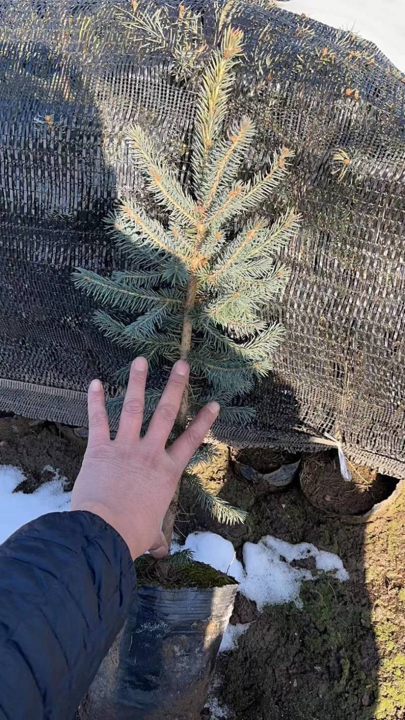 红松，果松，东北松树裸根小苗，营养杯苗，定植苗树。