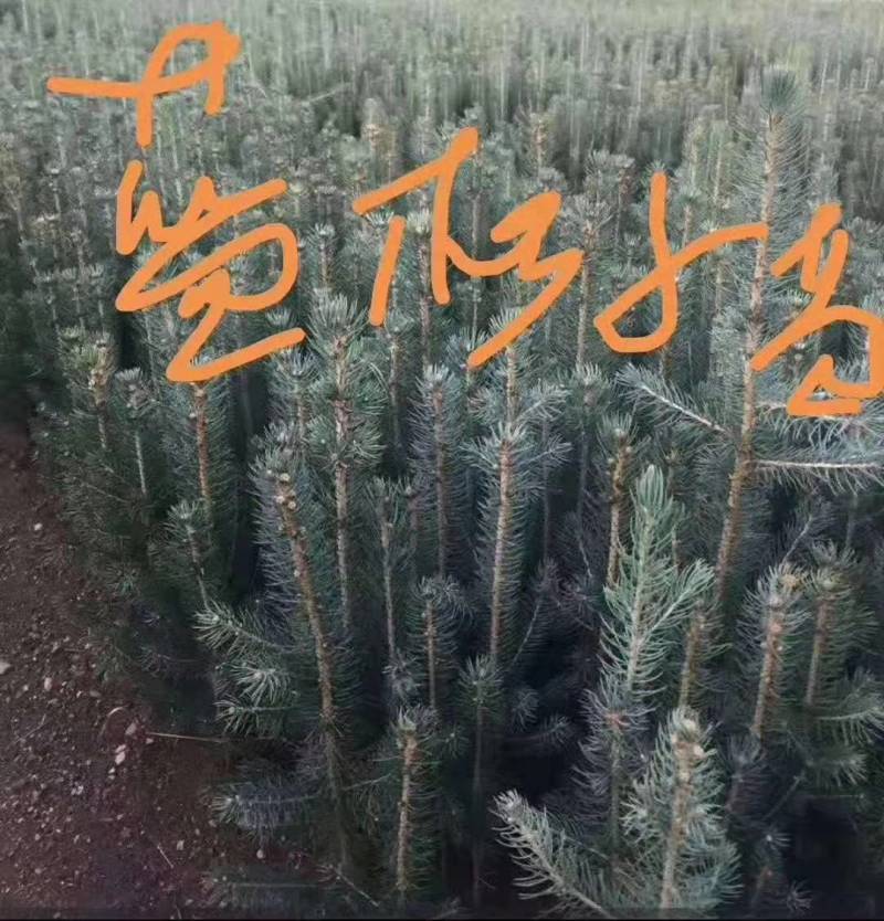 红松，果松，东北松树裸根小苗，营养杯苗，定植苗树。