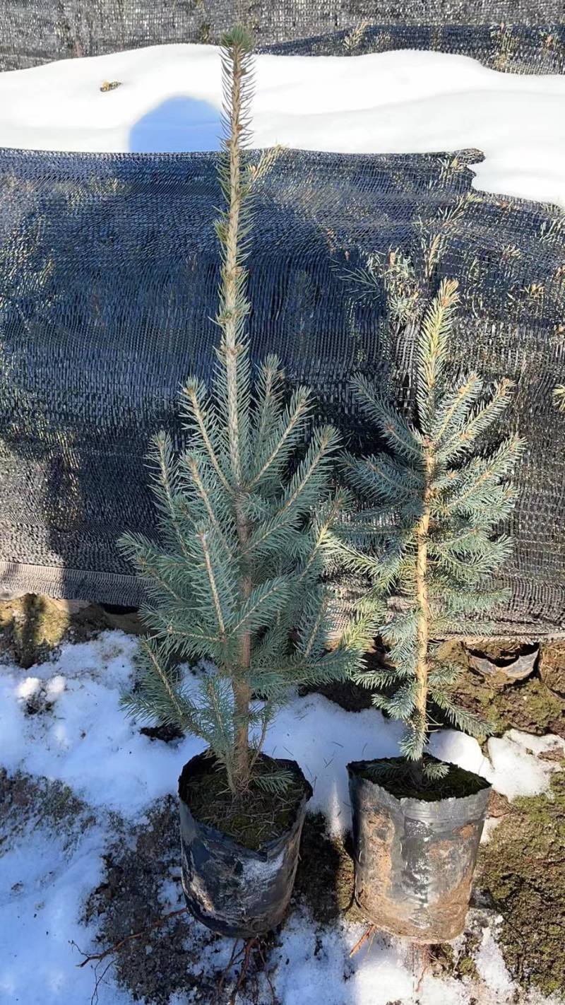 红松，果松，东北松树裸根小苗，营养杯苗，定植苗树。
