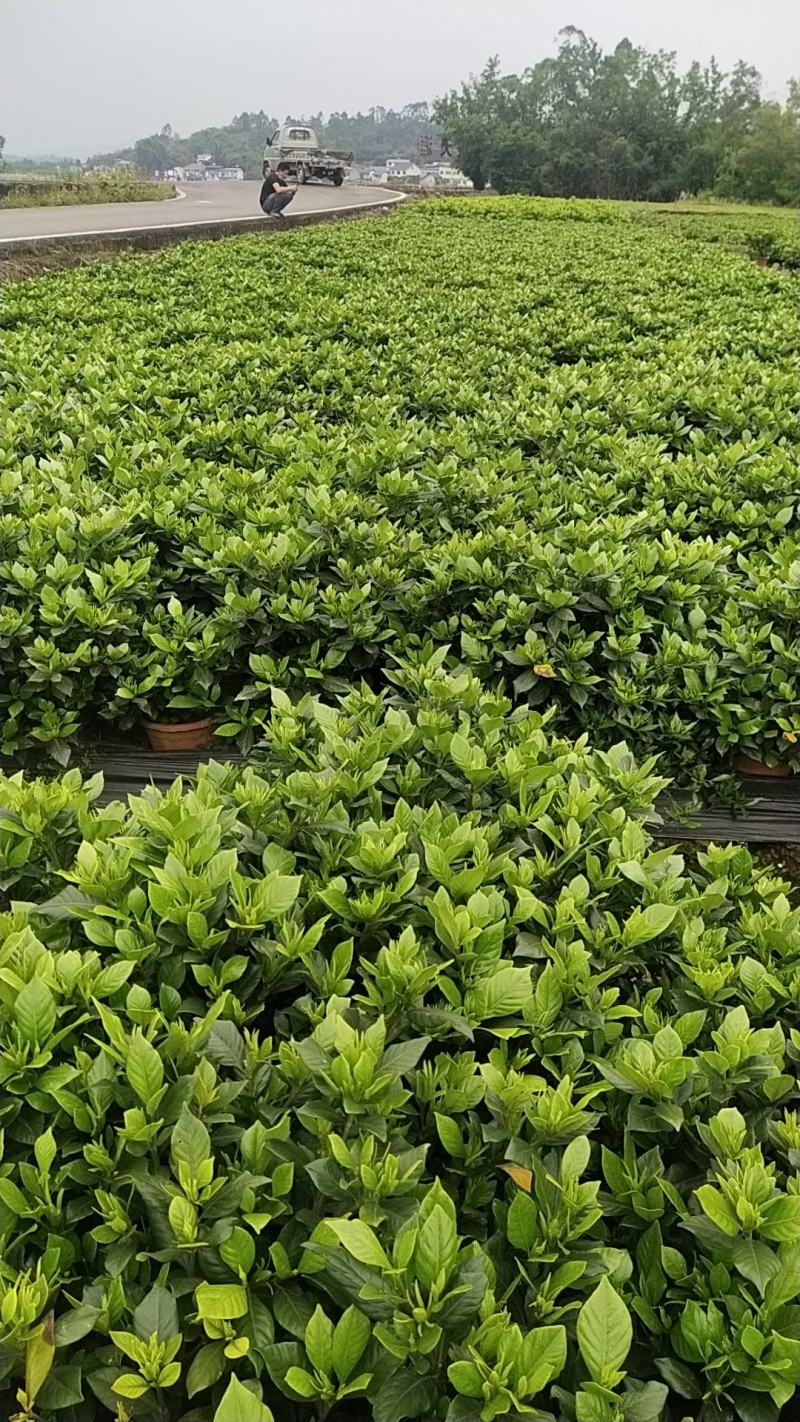 本地栀子花，花苞多，基地直销，现挖现发量大从优，欢迎洽谈