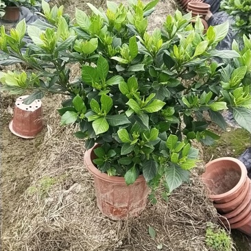 本地栀子花，花苞多，基地直销，现挖现发量大从优，欢迎洽谈