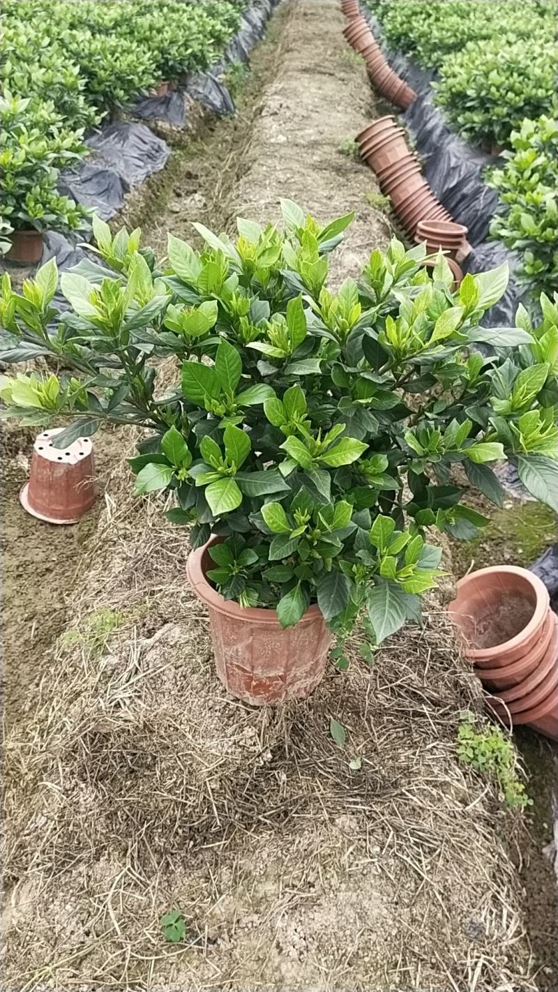 本地栀子花，花苞多，基地直销，现挖现发量大从优，欢迎洽谈