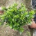 本地栀子花，花苞多，基地直销，现挖现发量大从优，欢迎洽谈