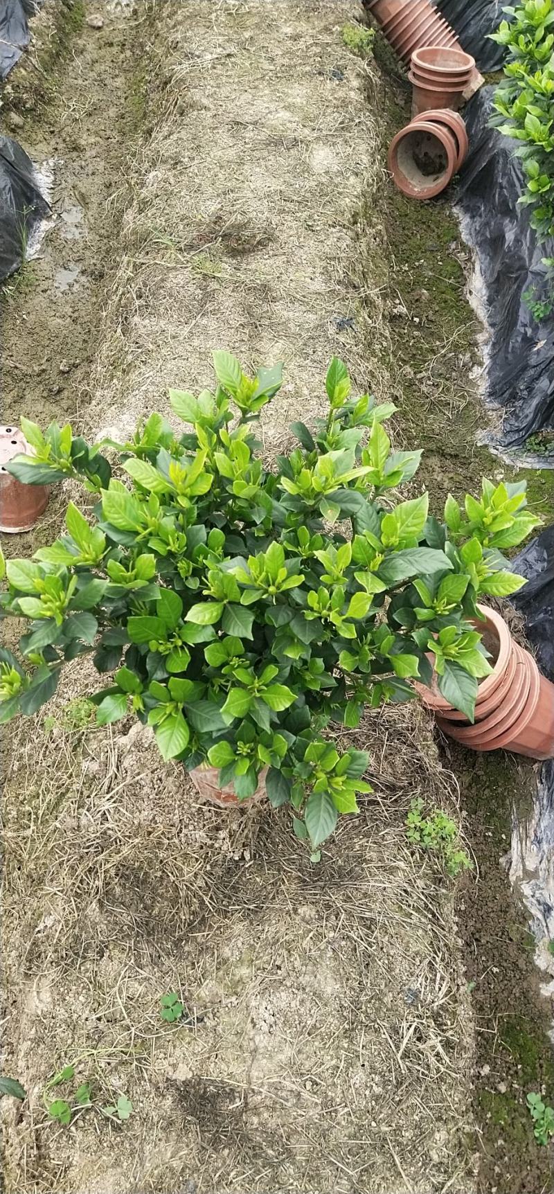 本地栀子花，花苞多，基地直销，现挖现发量大从优，欢迎洽谈