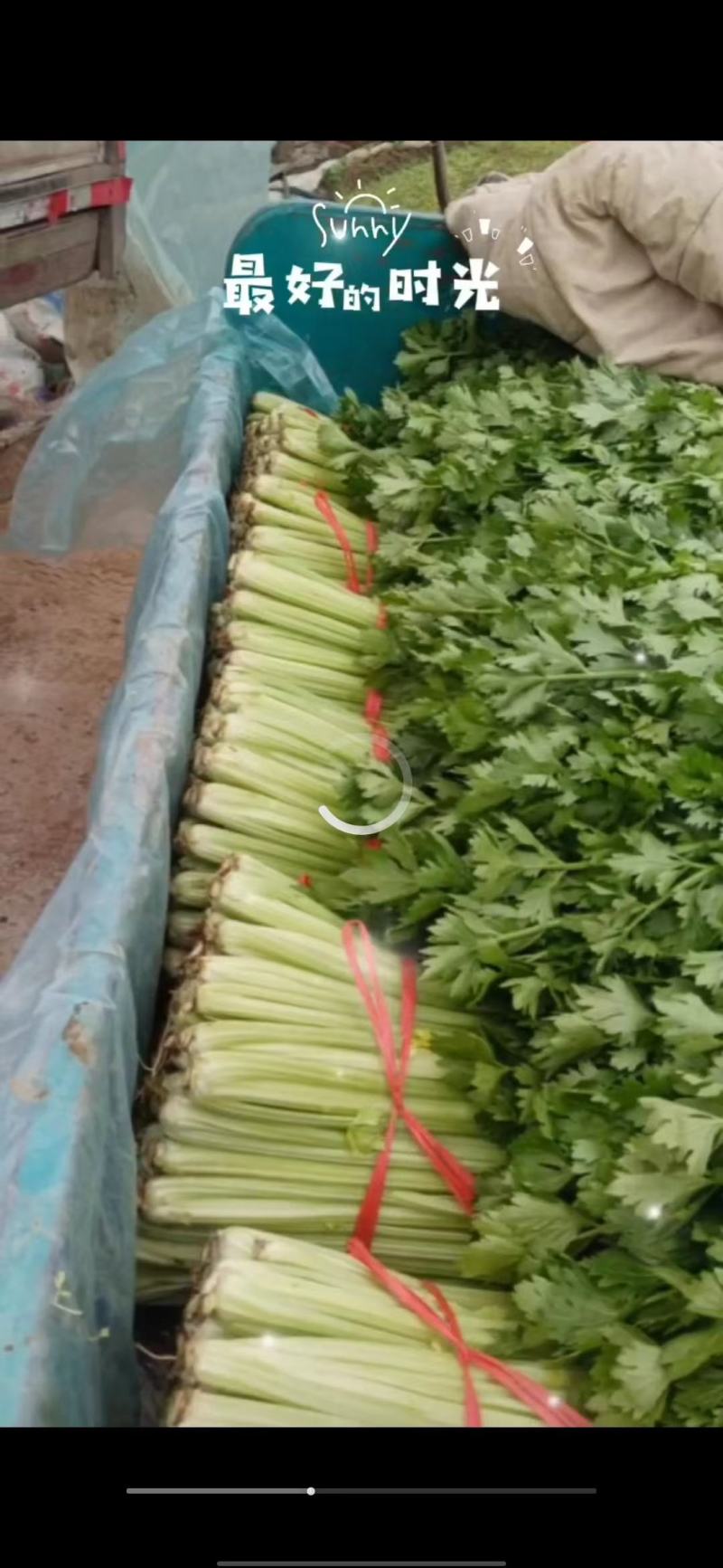 各种新品蔬菜大量上市，欢迎老板前来采购