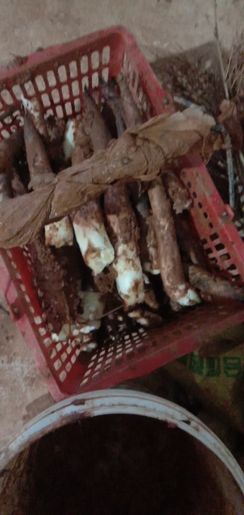雷笋统货产地直发诚信经营，一次生意，永远朋友。