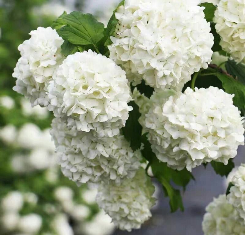 欧洲木绣球玫瑰盆栽花苗耐热庭院观花八仙花绣球地栽