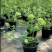 欧洲木绣球玫瑰盆栽花苗耐热庭院观花八仙花绣球地栽
