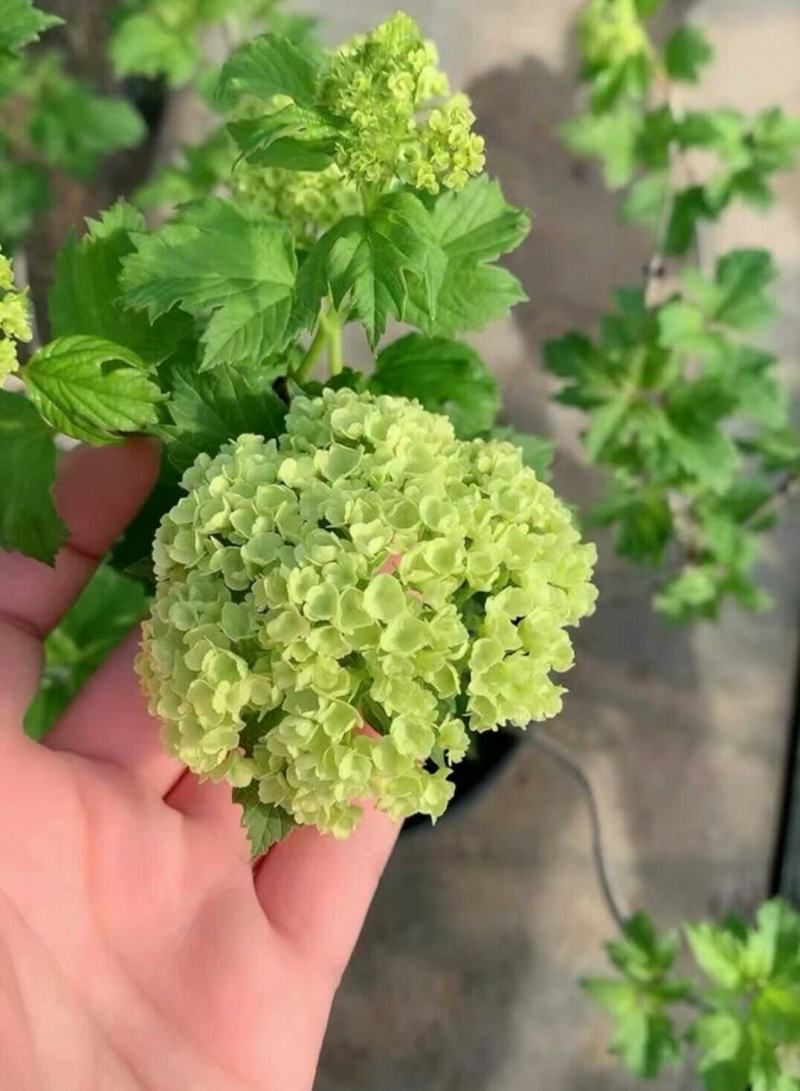 欧洲木绣球玫瑰盆栽花苗耐热庭院观花八仙花绣球地栽