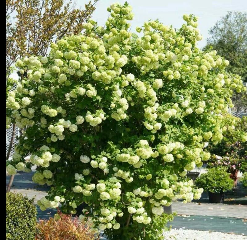 欧洲木绣球玫瑰盆栽花苗耐热庭院观花八仙花绣球地栽