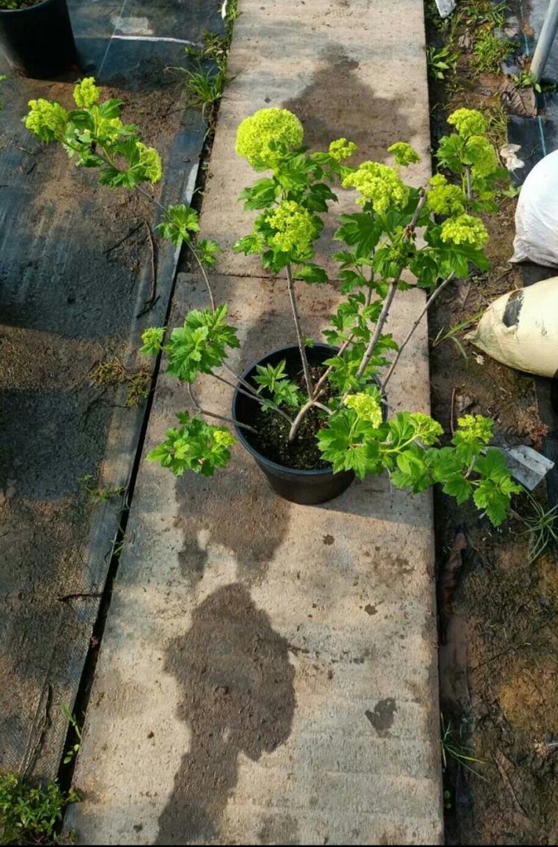 欧洲木绣球玫瑰盆栽花苗耐热庭院观花八仙花绣球地栽