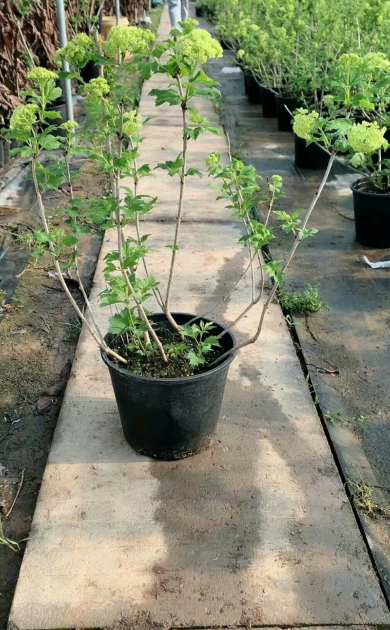欧洲木绣球玫瑰盆栽花苗耐热庭院观花八仙花绣球地栽