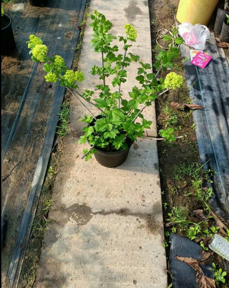 欧洲木绣球玫瑰盆栽花苗耐热庭院观花八仙花绣球地栽