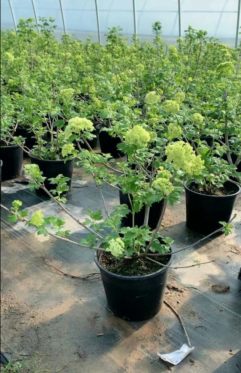 欧洲木绣球玫瑰盆栽花苗耐热庭院观花八仙花绣球地栽