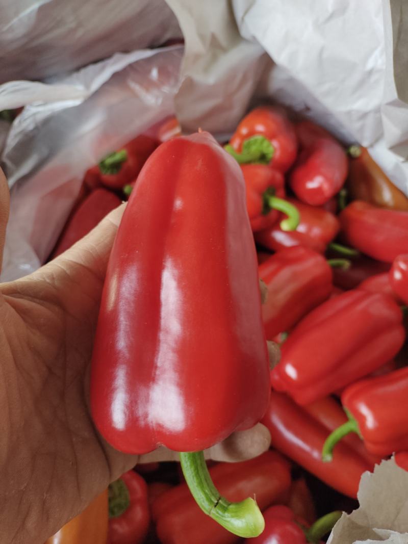 各种新品蔬菜大量上市，欢迎老板前来采购