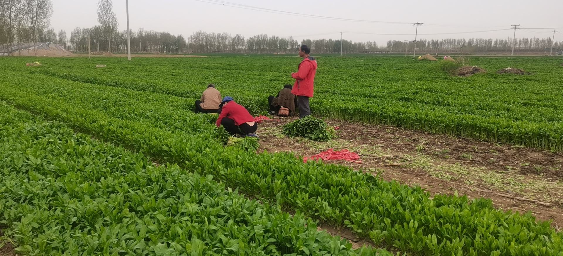 大同市阳高县菠菜采收现场,农户正在手工采摘,确保叶片完整无损 大同菠菜采收现场
